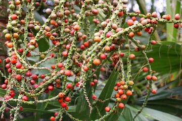 Rhopalostylis baueri palm fruit from Norfolk Island