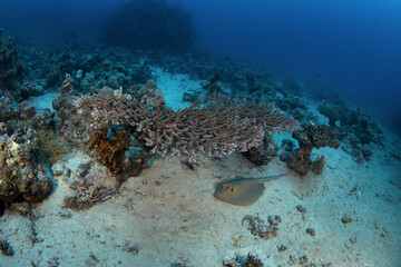 Bluespotted ribbontail ray on the sand bottom in Red sea. Ray with blue spotted. Taeniura lymma is looking for food. Marine life in Egypt. 