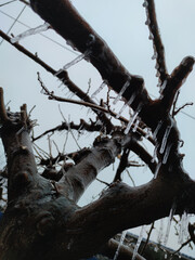 Frozen plant in ice snowy winter landscape branch completely covered with ice. Bright red-orange leaves on a bush covered icy droplets frozen drops unusual cold season scene artificial plant shell