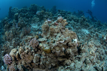 Corals in Egypt shallow sea. A lot of corals during dive in Red Sea. Abundant marine life on the coral reef. Coral garden in Red sea.