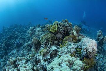 Turbinaria mesenterina coral in Egypt shallow sea. Platygyra corals during dive in Red Sea. Abundant marine life on the coral reef. Coral garden in Red sea.