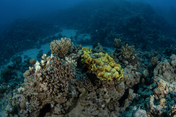 Fototapeta premium Turbinaria mesenterina coral in Egypt shallow sea. Platygyra corals during dive in Red Sea. Abundant marine life on the coral reef. Coral garden in Red sea.