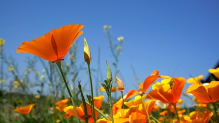 Orange yellow flower on the roadside growing wild in nature. Provides biodiversity and attracts...