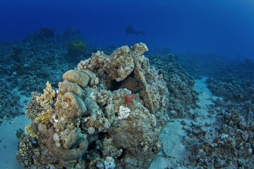 Giant moray hiding in the coral reef. Gymnothorax javanicus during dive in Egypt. Fish who look like snake. Marine life in Red sea. Huge moray between coral garden.