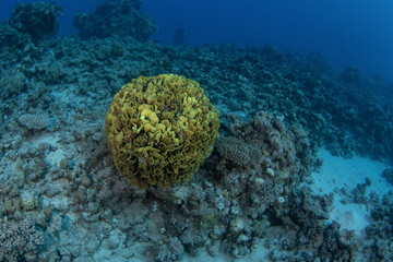 Turbinaria mesenterina coral in Egypt shallow sea. Platygyra corals during dive in Red Sea. Abundant marine life on the coral reef. Coral garden in Red sea.
