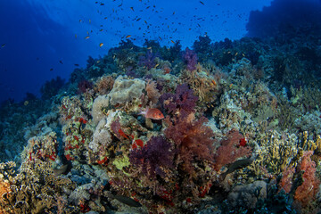 Sargocentron caudimaculatum is hiding under the coral in Egypt shallow sea. Silverspot squirrelfish during dive in Red Sea. Abundant marine life on the coral reef. 