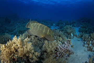 Napoleon fish on the bottom in Egypt. Humphead wrasse during dive in Red Sea. Abundant marine life on the coral reef. 