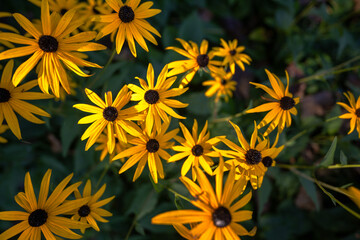 yellow flowers in the garden
