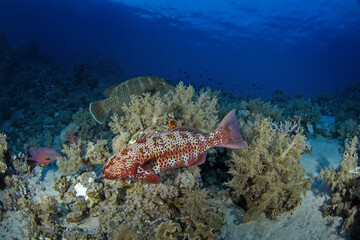 Leopard coral grouper on the bottom in Egypt. Plectropomus leopardus during dive in Red Sea. Abundant marine life on the coral reef. 