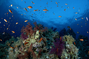 School of sea goldies fish around coral garden in Egypt. Pseudanthias squamipinnis during the dive in Red Sea. Abundant marine life on the coral reef.
