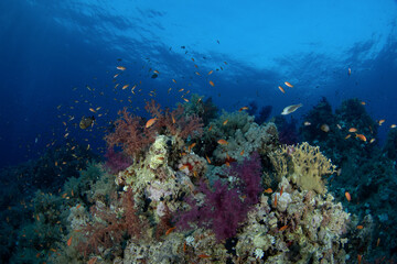 Corals in Egypt shallow sea. A lot of corals during dive in Red Sea. Abundant marine life on the coral reef. Coral garden in Red sea.