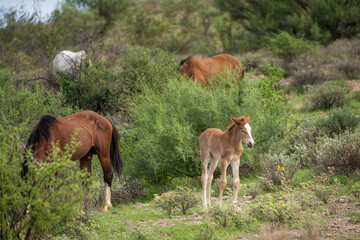 Salt River wild horses in Arizona