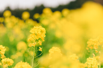 春の菜の花畑の黄色い菜の花