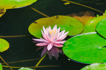 水面に映る睡蓮