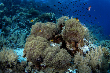Red Sea Clownfish are hiding in the anemone in Egypt. amphiprion bicinctus during dive in Red Sea. Abundant marine life on the coral reef. Fishes are protected by anemone. 
