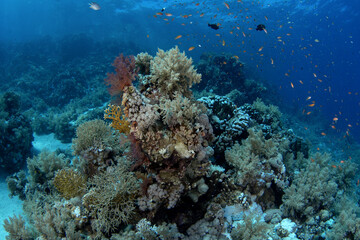Fototapeta premium Corals in Egypt shallow sea. A lot of corals during dive in Red Sea. Abundant marine life on the coral reef. Coral garden in Red sea.