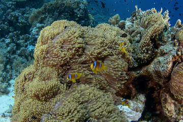 Red Sea Clownfish are hiding in the anemone in Egypt. amphiprion bicinctus during dive in Red Sea....