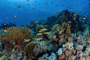 Yellowfin goatfish are swiming above  the coral reef. School of  mulloidichthys vanicolensis during dive in Egypt. Shoal of yellow goatfish with the sun. Marine life in Red sea. 