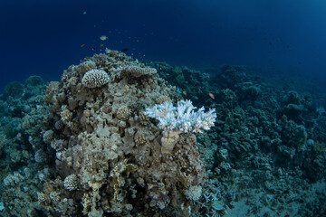Corals in Egypt shallow sea. A lot of corals during dive in Red Sea. Abundant marine life on the coral reef. Coral garden in Red sea.