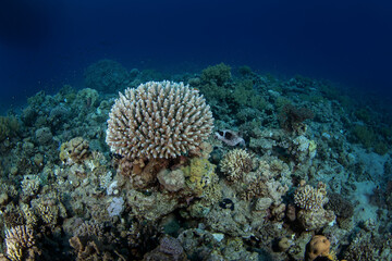 Masked puffer is swimming around the coral in Egypt. Arothron diadematus during dive in Red Sea. Abundant marine life on the coral reef. Small puffer next to acropora coral.