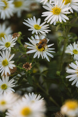 White daisies, with a bee perched atop one bloom.