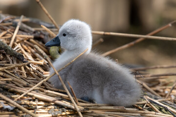 Close up of a mute swan cygnet (cygnus olor)
