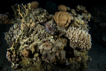 Clearfin lionfish are looking for food during night dive in Egypt. Pterois radiata are observing on the coral reef in  Red Sea. Abundant marine life on the coral reef. 