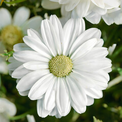 Fototapeta premium close up of daisy