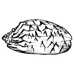 Seashell Sketch. Underwater Shells Vector Illustration on outline style. Drawing mollusk isolated on white background. Stylized graphics. Underwater world line art for design label, postcards