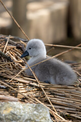 Close up of a mute swan cygnet (cygnus olor) in the nest