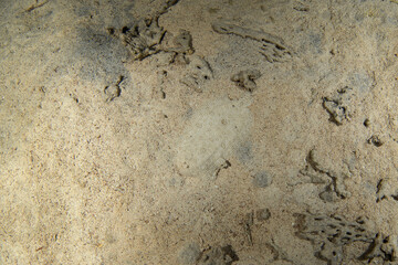 Leopard flounder is hiding on the bottom in Egypt. Bothus pantherinus during night dive. Brown flat fish hiding on the bottom. Marine life in Red sea.