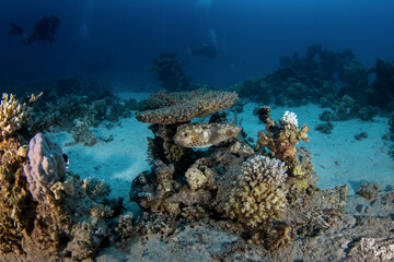 Cyclichthys spilostylus is hiding on the bottom in Egypt. Spotbase burrfish under coral. Fish look like ball. Marine life in Red sea.
