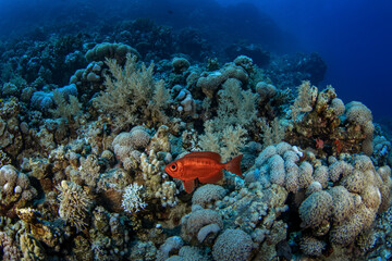 Priacanthus hamrur is hiding under the coral in Egypt. Red fish with big eye. Moontail bullseye in Red sea. 