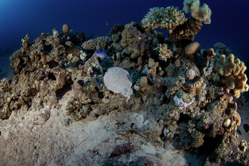 Torpedo panthera is swimming above the  sea bottom in Egypt. Leopard torpedo during dive in Red Sea. Abundant marine life on the coral reef. Electric ray.