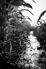 Low angle view between corn rows after an intense rainstorm with standing puddles of water. 