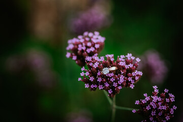 A diamond engagement ring rests delicately on a cluster of small purple flowers, set against a lush green blurred background, creating a romantic scene..