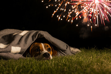 Frightened dog scared of fireworks hiding under a blanket with fireworks in background