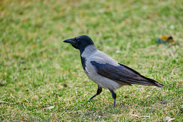 crow on the grass