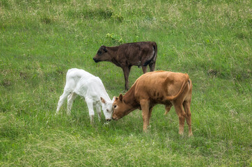 Obraz premium Lognhorn calf and friends