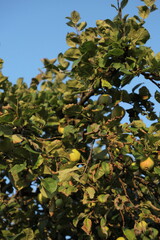 ripe juicy apples on tree. harvesting fruits in garden. farm, apple tree with fruits on blue sky background. healthy food, healthy lifestyle, vegetarian