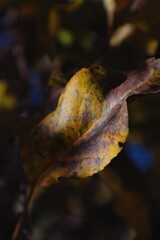 A close-up of a weathered autumn leaf with rich textures, blending shades of yellow, brown, and...