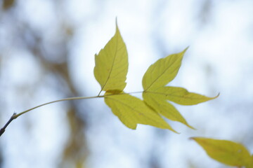 green leaves 