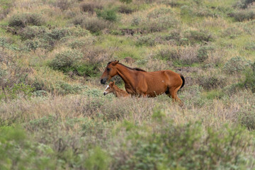 Fototapeta premium Salt River wild horses in Arizona