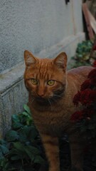Vibrant portrait of a ginger cat with striking amber eyes, surrounded by greenery and red flowers. Ideal for pet lovers or nature-themed decor, capturing warmth, curiosity, and natural beauty.