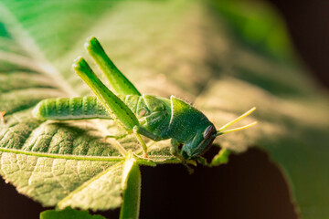 Green grasshopper eating a leaf