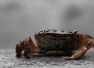 The Crabs