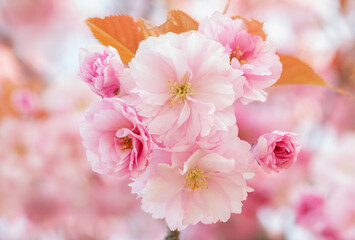 Close-up of beautiful pink flowers in spring.
