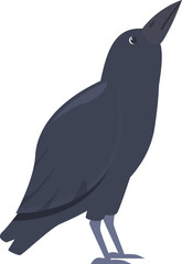 Raven with dark plumage and sharp beak looking upwards, observing the sky, wildlife illustration