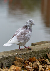 White pigeon closeup photos in hd quality