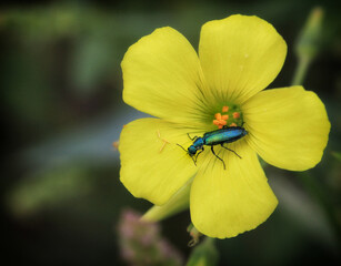 Blue insect on yellow Flower - Macro nature photo